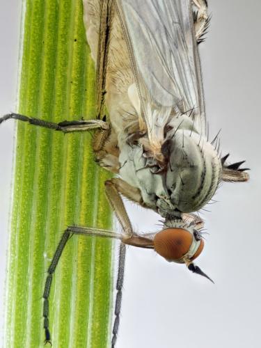 Rhamphomyia sp.